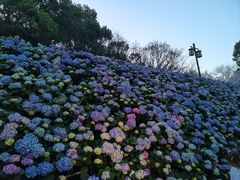 -苏州上方山国家森林公园