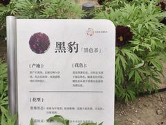 -太阳宫公园