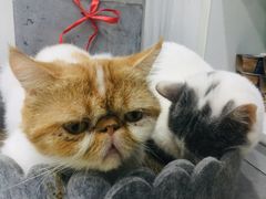-极木²邸 人与宠物·互动社区