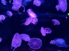 -欢乐海岸海洋奇梦馆