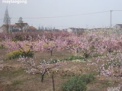 -南汇桃花村