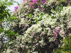 -深圳国际园林花卉博览园