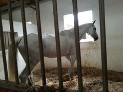 -松声马术俱乐部