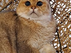 -飞行喵MR PILOT|猫舍·猫咖(静安大融城店)