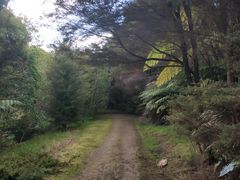 -怀希基岛