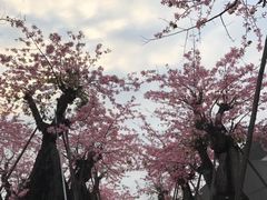 -万顷园艺世界