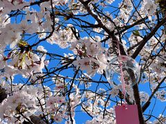 -高东镇樱花园