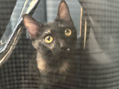 -伟伟宠物医院·瑞派猫友好医院·猫科(光谷店)