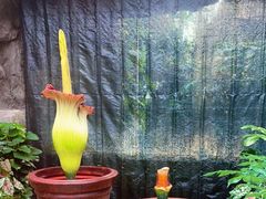 -北京植物园-展览温室