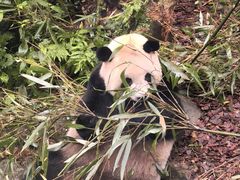 -都江堰中华大熊猫苑