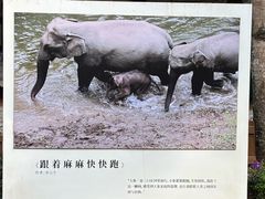 -野象谷景区