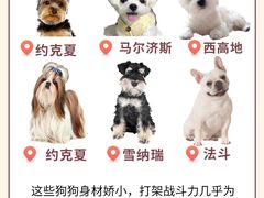 -翊宠yipet猫狗购宠庄园犬舍•猫舍