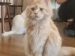 -有猫主题·治愈系猫咖(曾厝垵店)