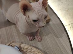 -飞行喵MR PILOT|猫舍·猫咖(静安大融城店)