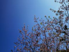 -广州市流溪河国家森林公园