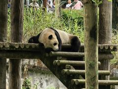 -中国大熊猫保护研究中心雅安碧峰峡基地