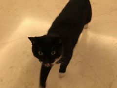 -宠爱国际动物医院· 猫科· 外科·中兽医(长白店)