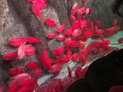 景点-泉城欧乐堡海洋极地世界