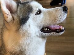 -Husky Go! 哈士奇体验馆·宠物咖啡厅狗咖