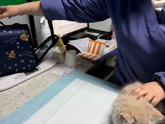 -半岛宠物医院24小时(科华中路店)