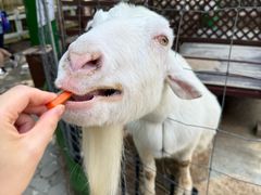 -神户市立六甲山牧场