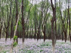 -东郊湿地公园
