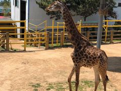 -西霞口神雕山野生动物世界