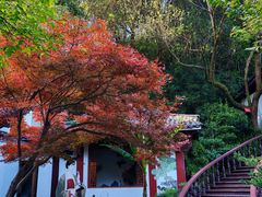 -十八棵（老龙井）御茶园(老龙井店)