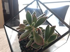 -郑州美盛喜来登大酒店
