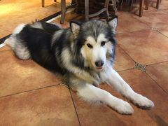 -more than meow吴止猫主题餐厅(承德 中船汇店)