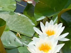-石家庄市植物园