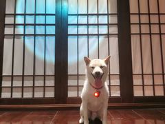 -鱼跃料理(步步高店)