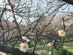 -香雪海