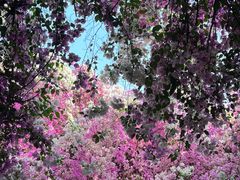 -深圳国际园林花卉博览园