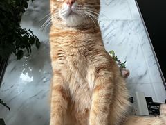 -瑞派先诺宠物医院•猫专科•普外科•中兽医(佛山院)
