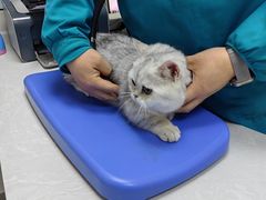 -中农国际动物医院24小时·猫科·骨科·急重症中心