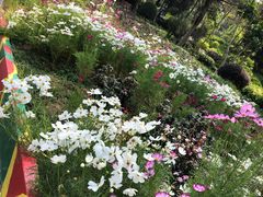 -松山湖梦幻百花洲