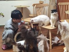 -楼上猫咖(罗湖店)