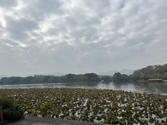 -西湖外事游船(花港观鱼码头)