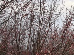 -蜀冈西峰生态公园