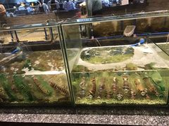 -Isla Sugbu Seafood City