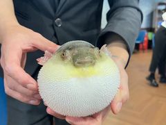 -肆月河豚·新淮扬(金融街店)