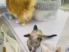 -喵的天空名猫咖啡馆·撸猫·猫舍·用品