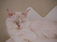-猫域·湾主题猫咖·宠物吧(南坪城市广场店)