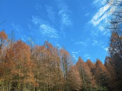 -山王坪喀斯特国家生态公园