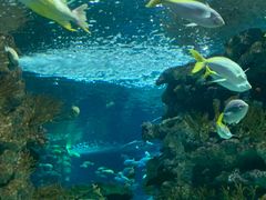 -上海海洋水族馆