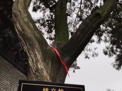 -关林