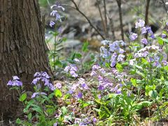 -国家植物园南园