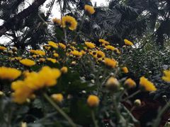 -味先肠粉(康王南店)