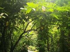 -莫里热带雨林景区